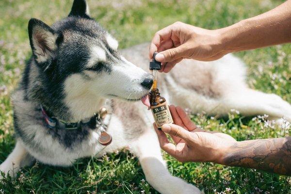 Animaux Chien