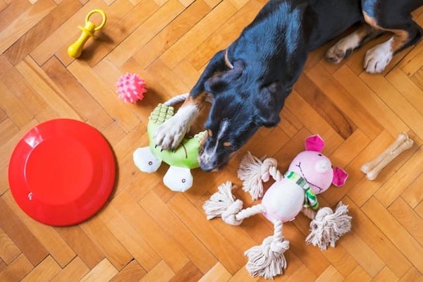 Top 10 des Jouets Durables pour Chien : Le Guide pour un Amusement Éco-responsable