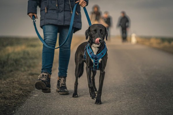 10 Accessoires Innovants pour Chien qui Révolutionneront Vos Promenades