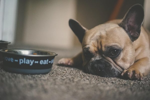 Recette maison équilibrée pour petits chiens : alliez santé et plaisir!