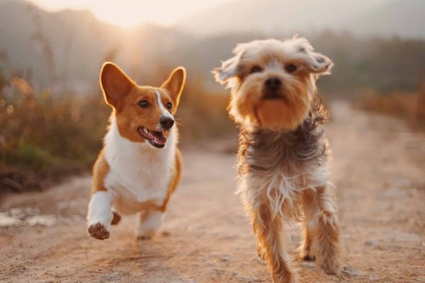 Comprendre et gérer l'agressivité entre chiens : Conseils de professionnels