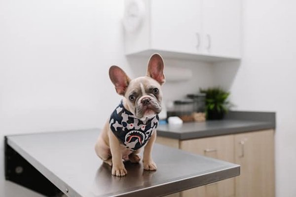 Les maladies courantes chez le chien : Symptômes et traitements à connaître