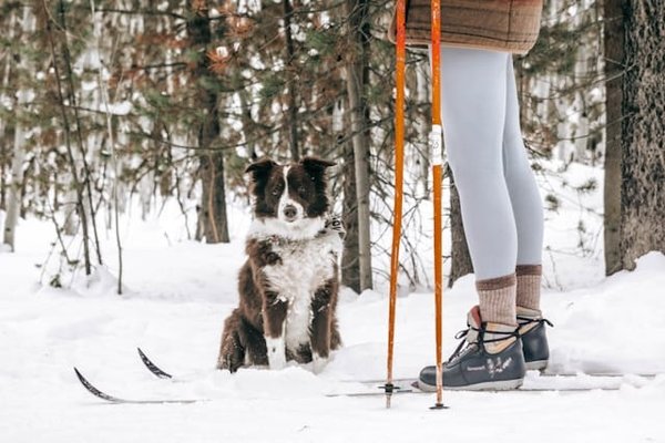 Assurance pour chien sportif : Comment protéger votre compagnon pendant les compétitions canines?