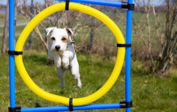 Démarrer en Agility Canine : Guide Complet pour les Débutants et Leurs Chiens