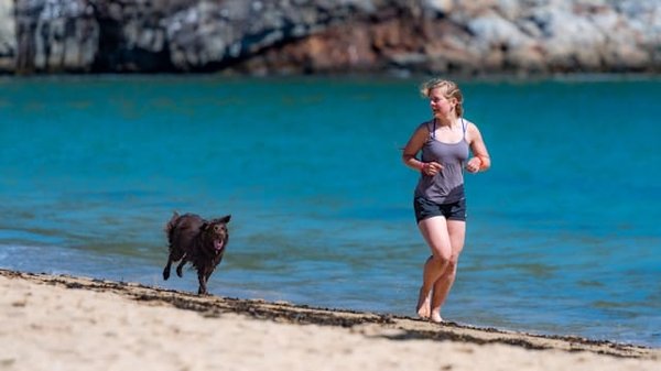 Quel est le meilleur chien pour pratiquer le canicross ?