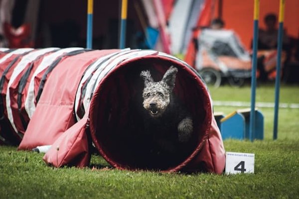 10 Raisons de Rejoindre un Club de Sport pour Votre Chien