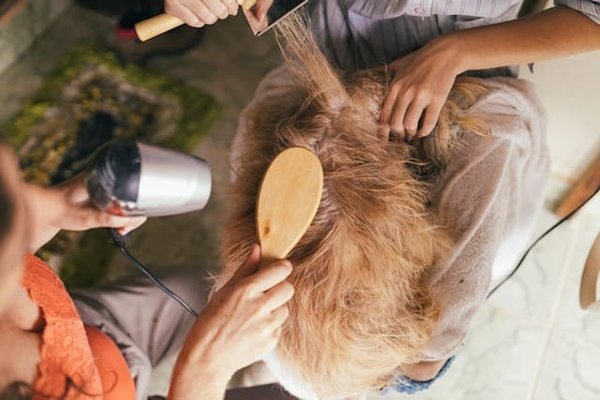 La meilleure brosse pour chien à poil court : Comment choisir et utiliser efficacement ?