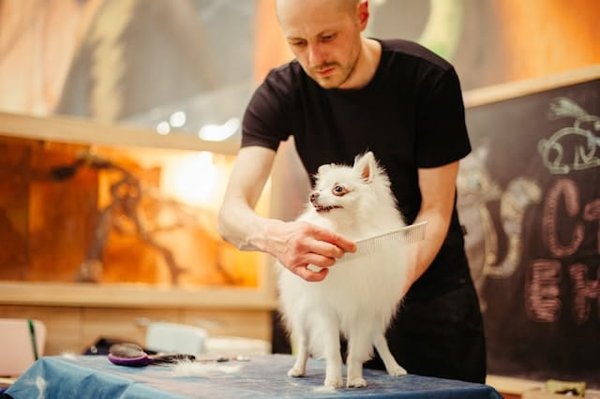 Les Indispensables du Toilettage Canin: Choisissez le Produit Professionnel Parfait pour Votre Chien
