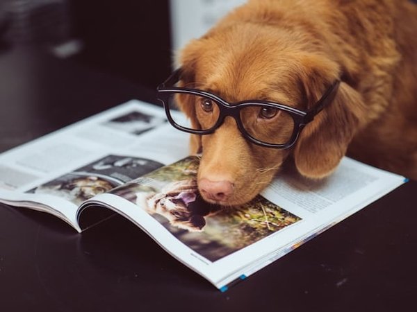 Les secrets pour voyager en avion avec votre chien en toute sérénité