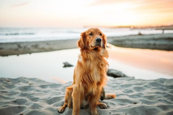 Top 10 des plages autorisées aux chiens dans le Sud de la France : Guide pour des vacances à quatre pattes