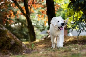 chien au camping 