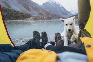 Un camping où les chiens sont acceptés, pour des vacances en famille avec votre animal de compagnie dans un cadre naturel et convivial.